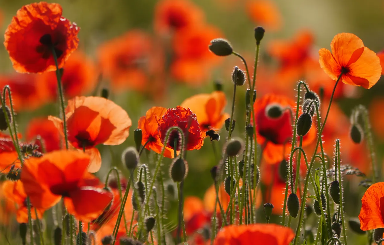 Photo wallpaper field, flowers, red, glade, bright, Mac, Maki, meadow