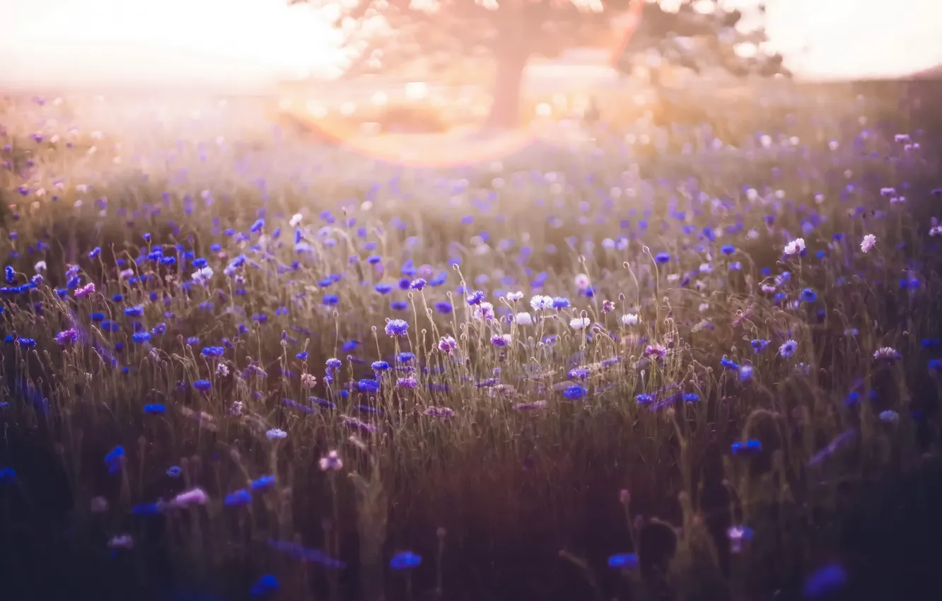 Photo wallpaper field, flowers, fog, morning