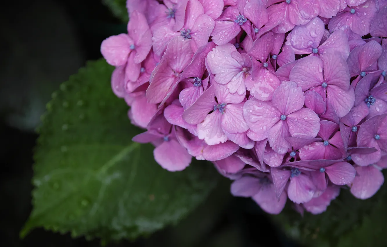 Photo wallpaper greens, summer, flowers, quattro, Sigma, Foveon