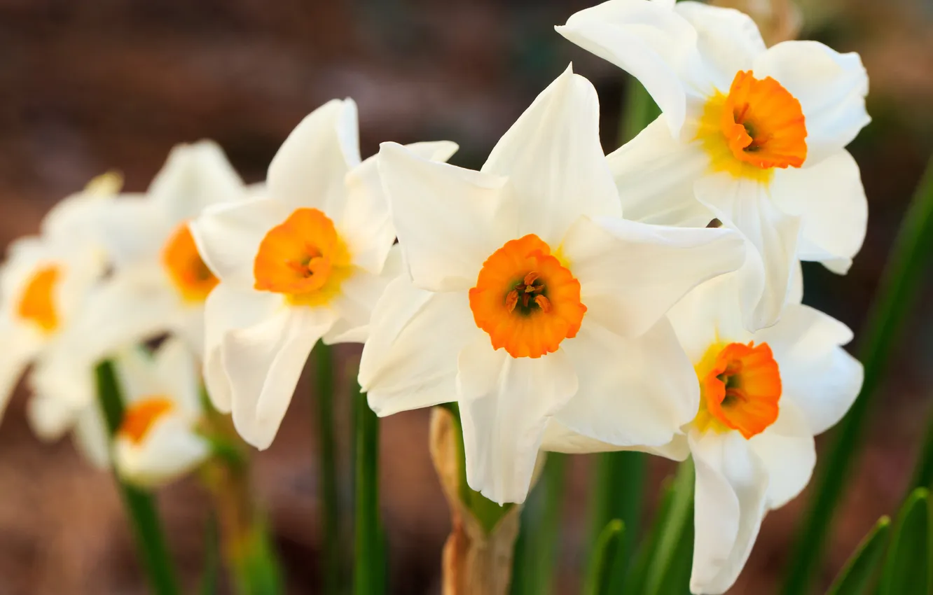 Photo wallpaper flowers, spring, white, daffodils