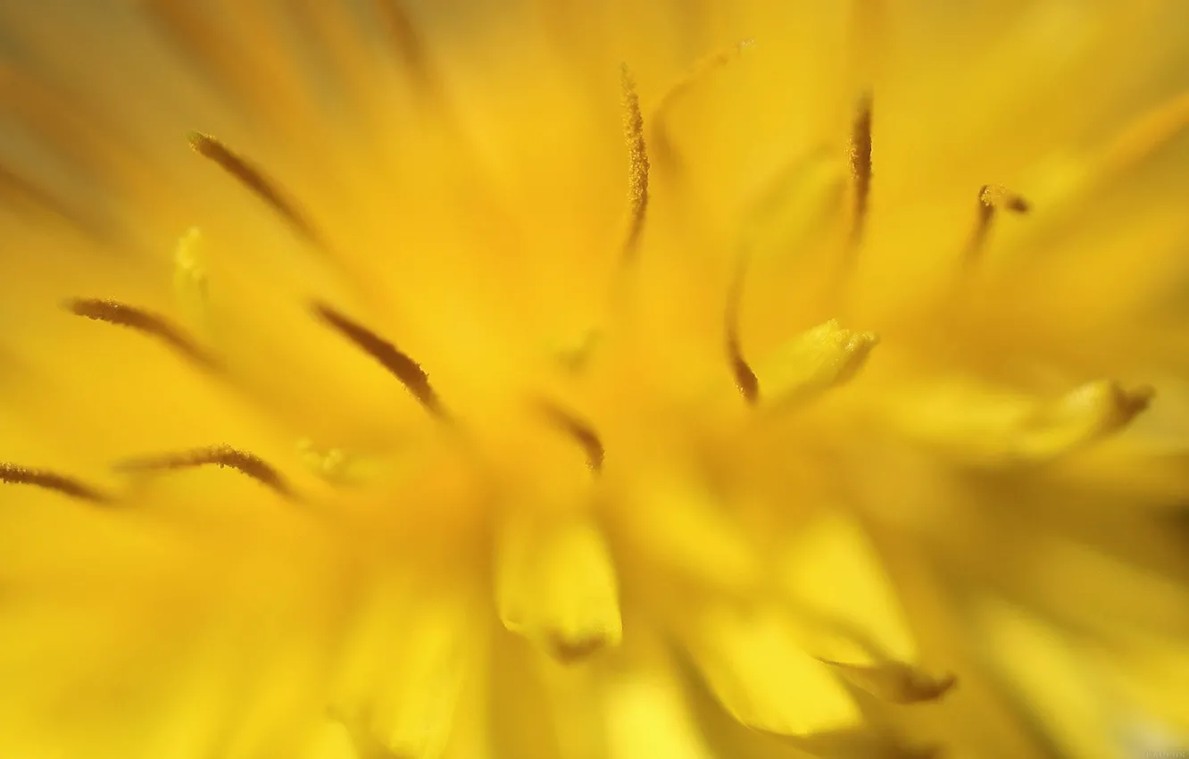 Photo wallpaper macro, flowers, close-up, yellow, stamens