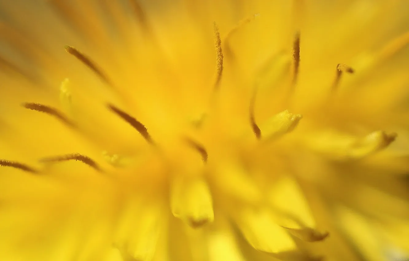 Photo wallpaper flower, macro, close-up, yellow, stamens