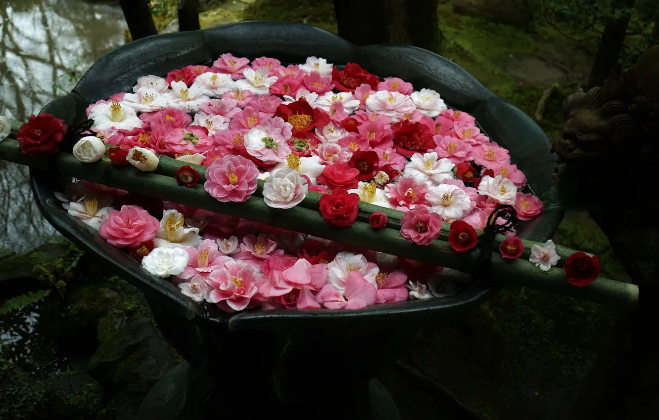 Photo wallpaper water, petals, Camellia