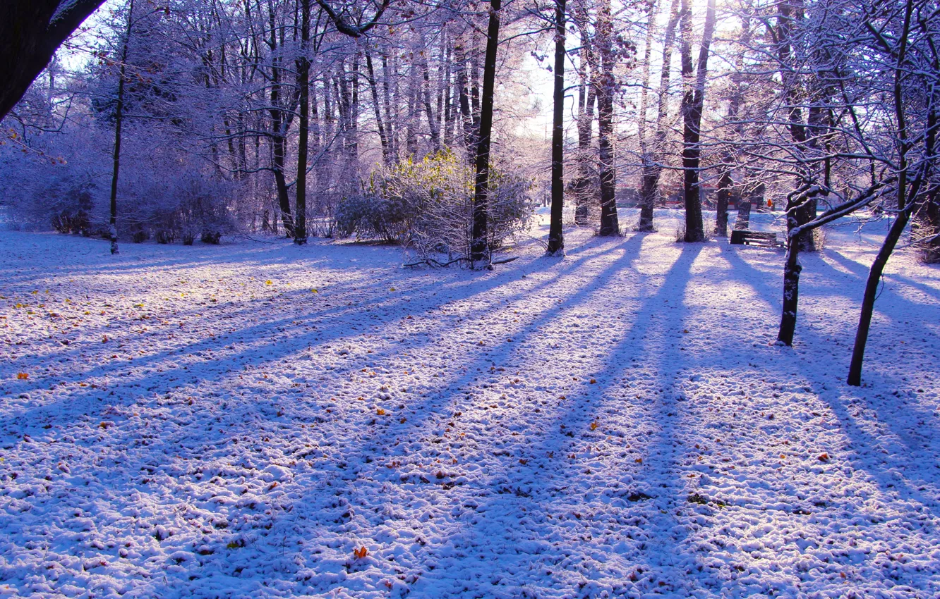 Photo wallpaper white, forest, park, winter, snow, tree, cold