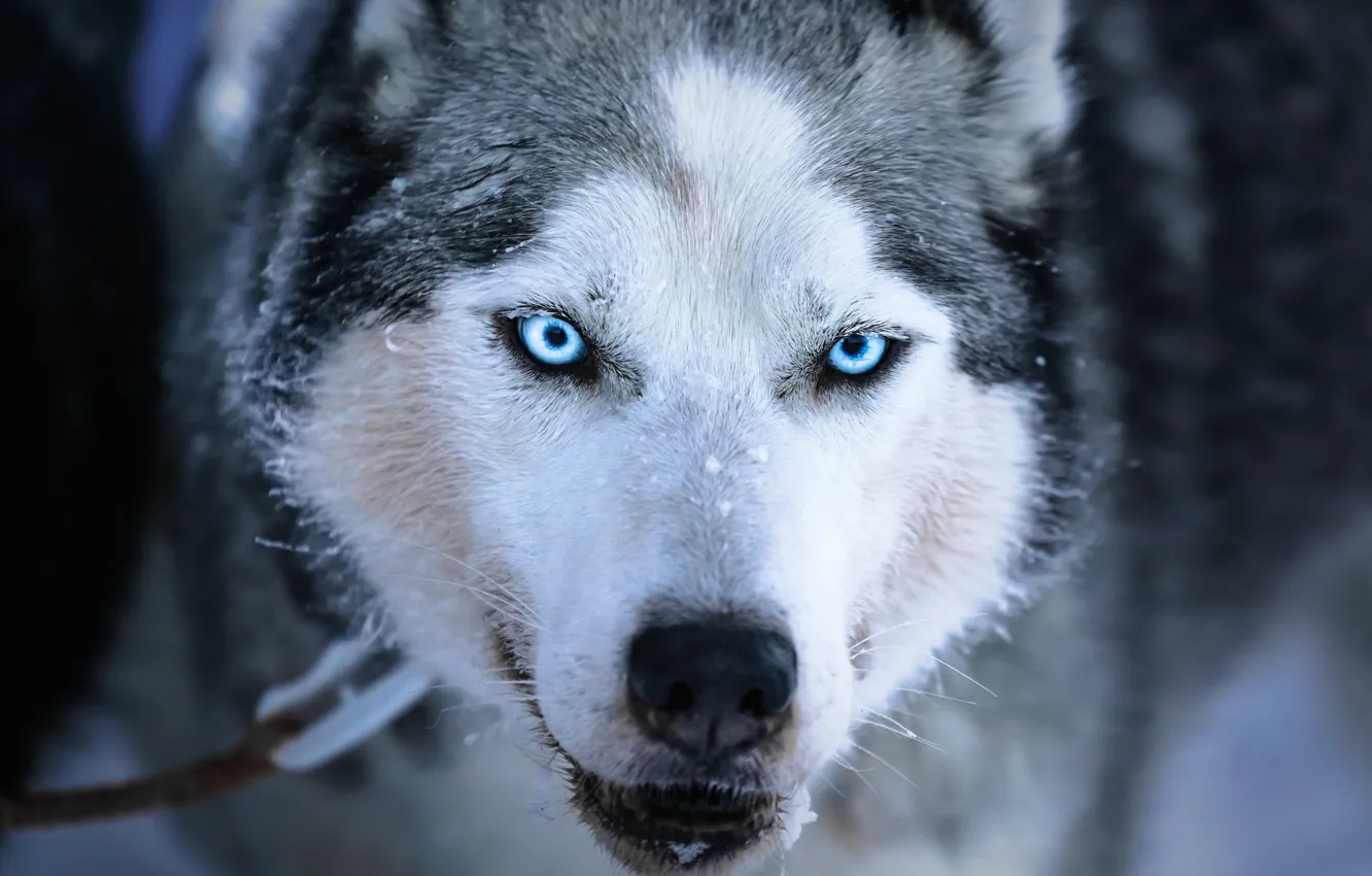 Photo wallpaper winter, face, snow, dog, blue eyes, husky