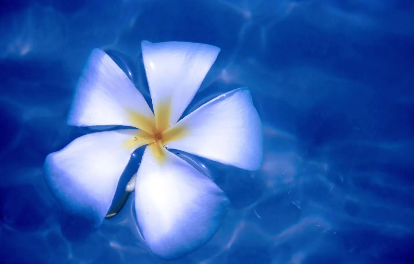 Photo wallpaper flower, water, nature, plumeria, frangipani