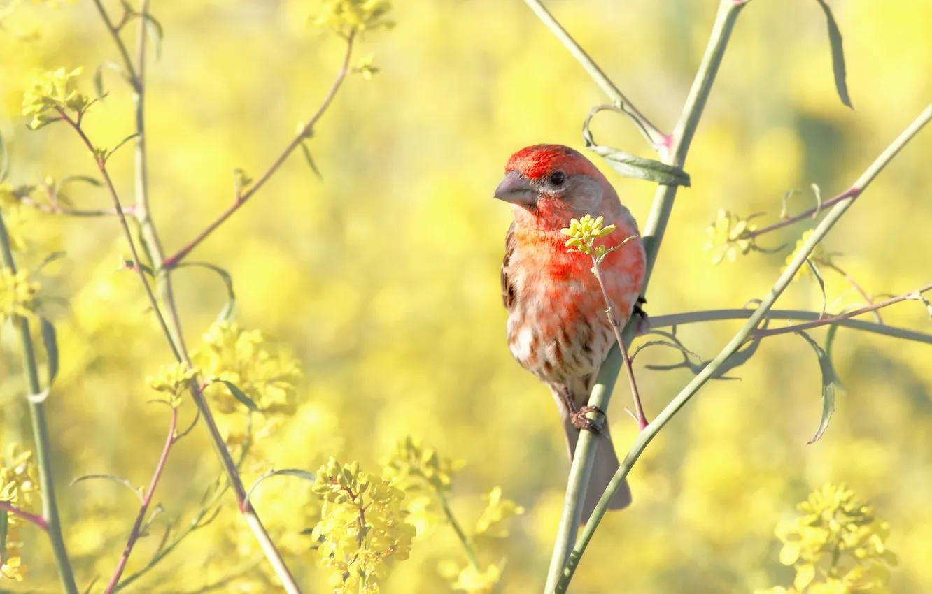 Photo wallpaper nature, bird, House Finch