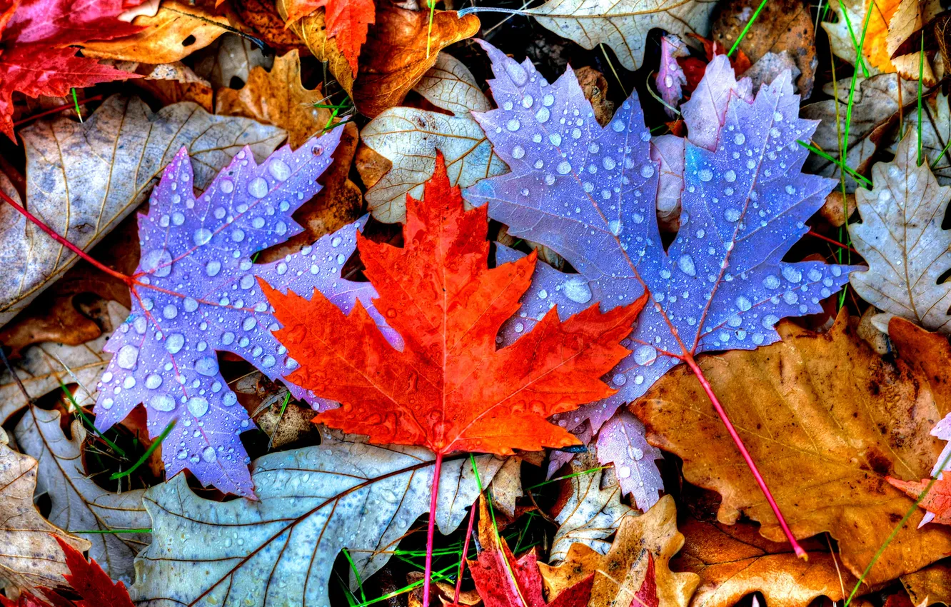 Photo wallpaper autumn, leaves, drops, color, maple