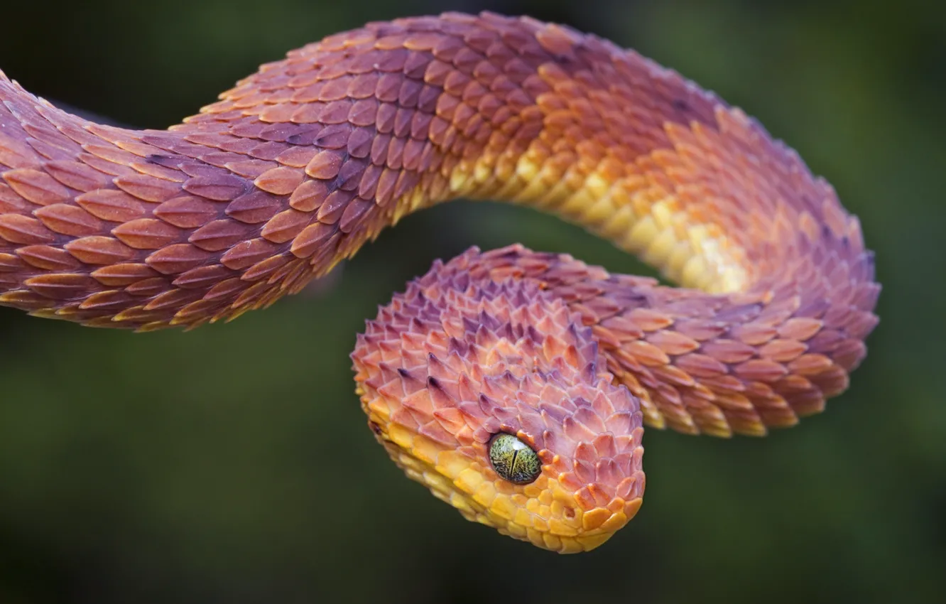 Photo wallpaper snake, scales, wood adder