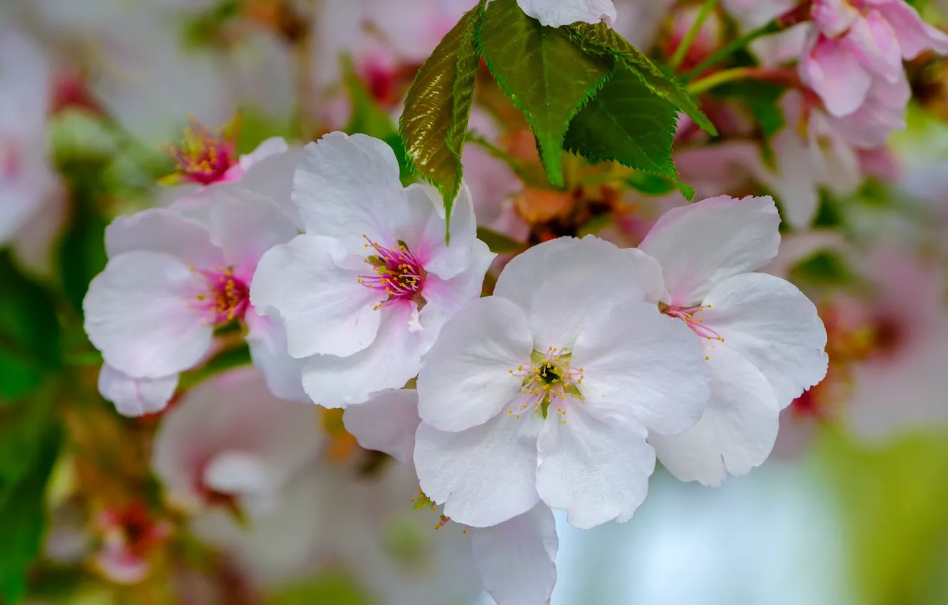 Photo wallpaper spring, petals, Apple, flowering