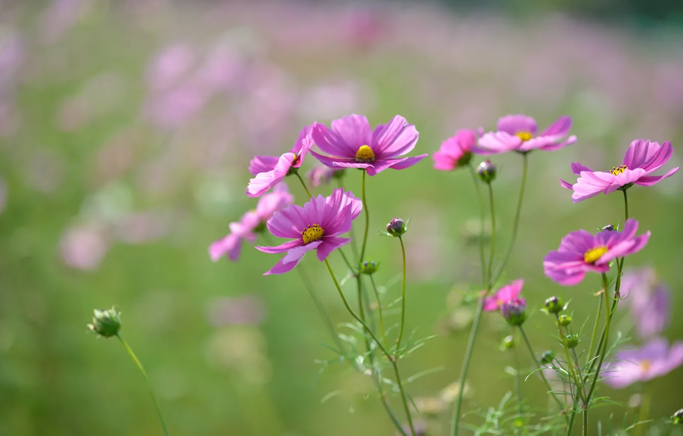 Photo wallpaper field, macro, flowers, focus, petals, blur, pink, buds
