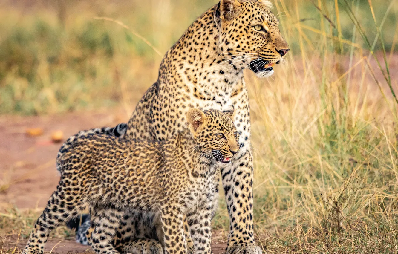 Photo wallpaper leopard, cub, kitty, wild cat