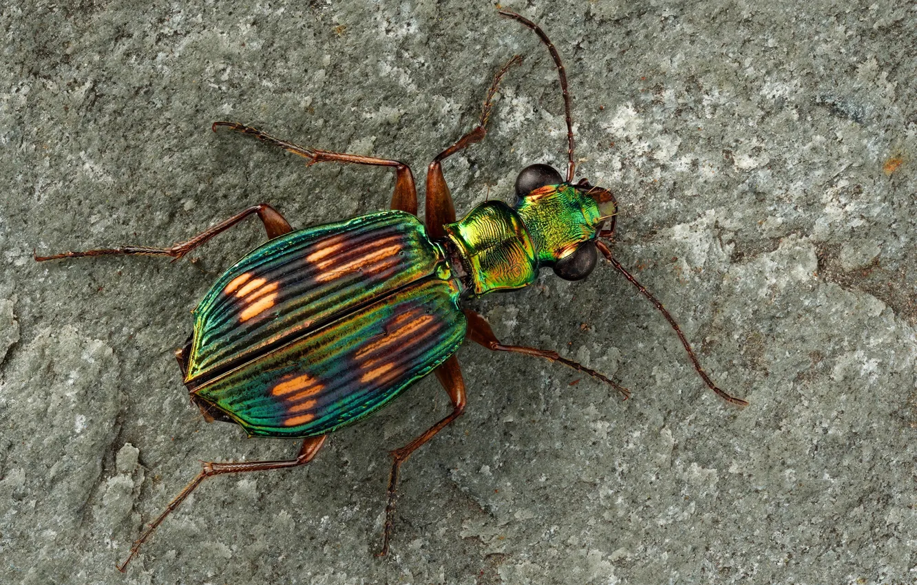 Photo wallpaper macro, beauty, beetle, insect, beetle, macro, insect, beetle