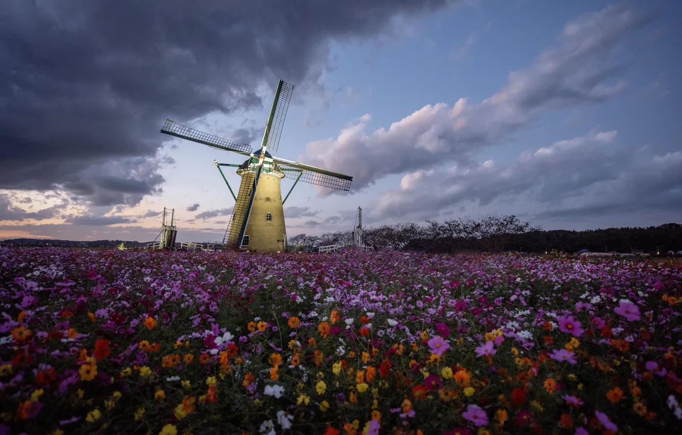 Photo wallpaper flowers, the evening, mill