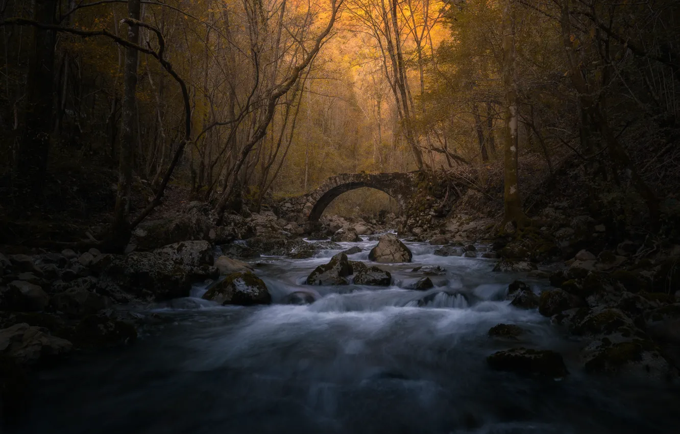 Photo wallpaper autumn, forest, branches, bridge, river, stones, arch, ruins