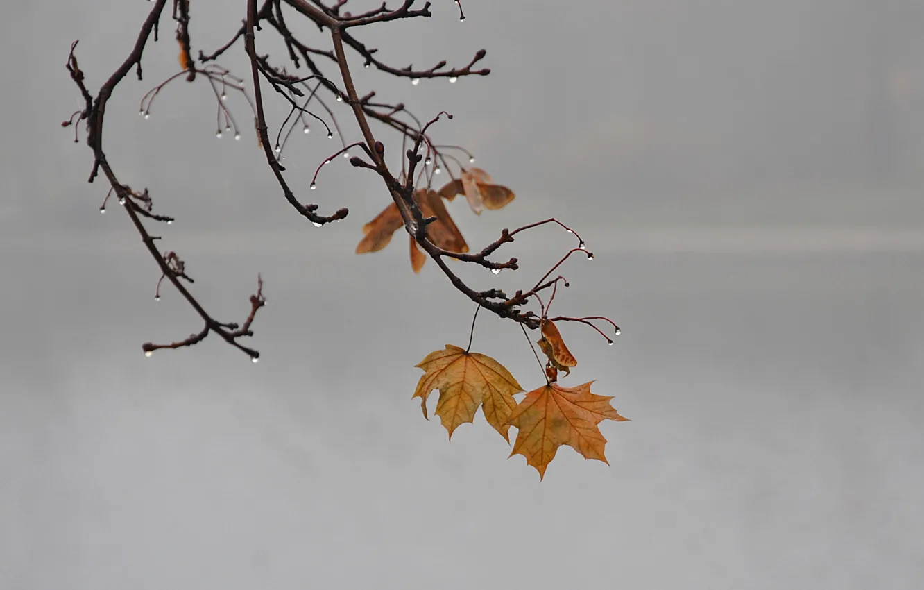 Photo wallpaper autumn, leaves, fog