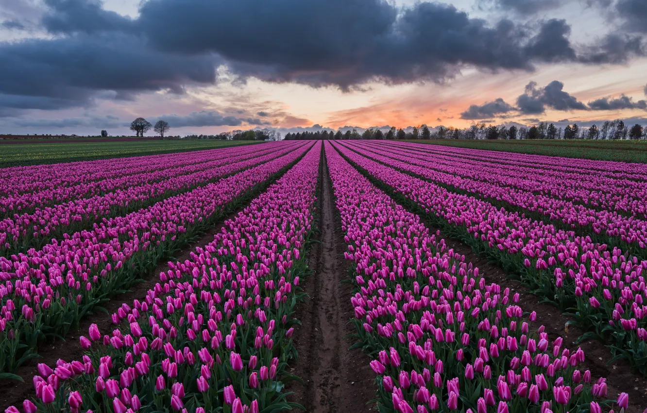 Photo wallpaper field, clouds, photo, tulips