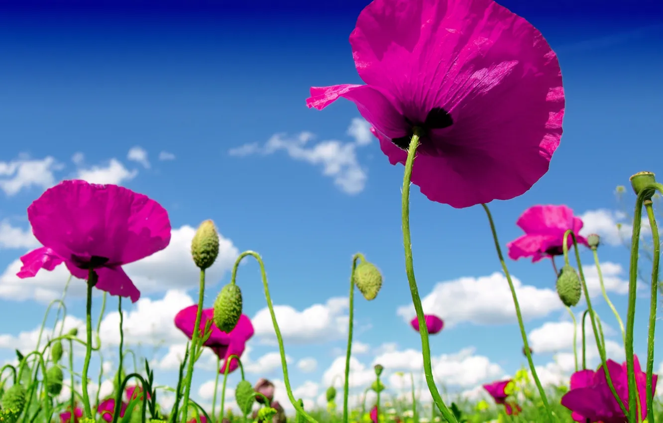 Photo wallpaper field, the sky, clouds, flowers, nature, Maki, wild flowers