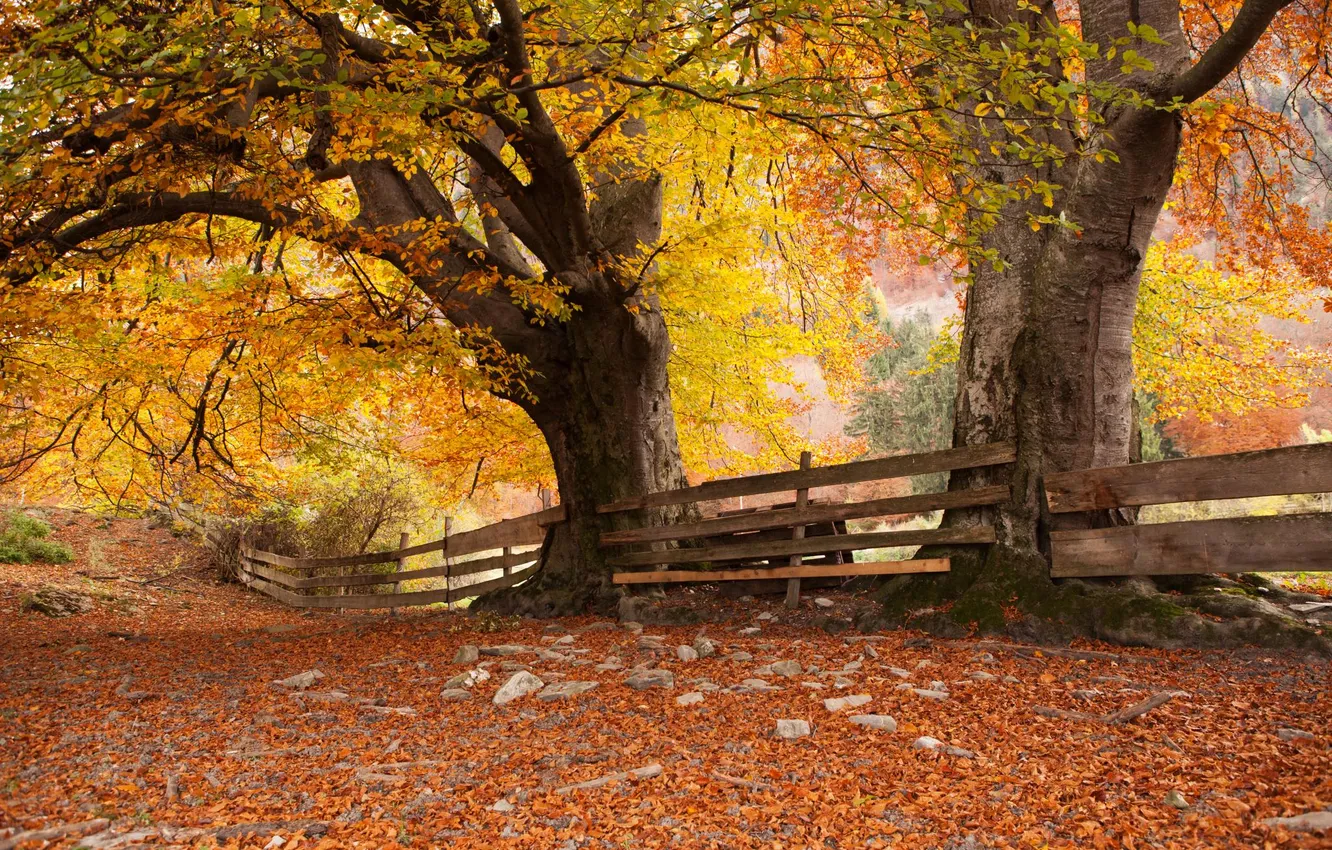 Photo wallpaper autumn, trees, nature, Park, the fence