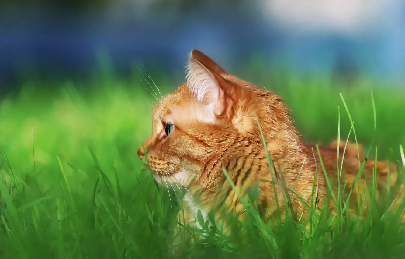 Photo wallpaper cat, look, profile, weed