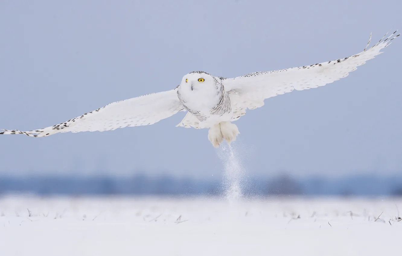 Photo wallpaper winter, snow, flight, owl, bird, white, polar