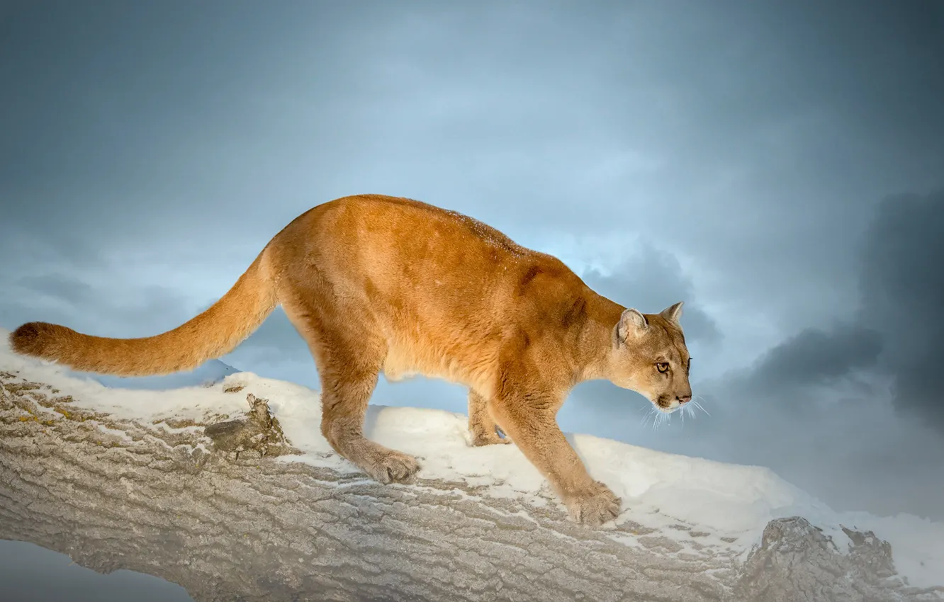 Photo wallpaper snow, background, log, wild cat, Puma, Cougar