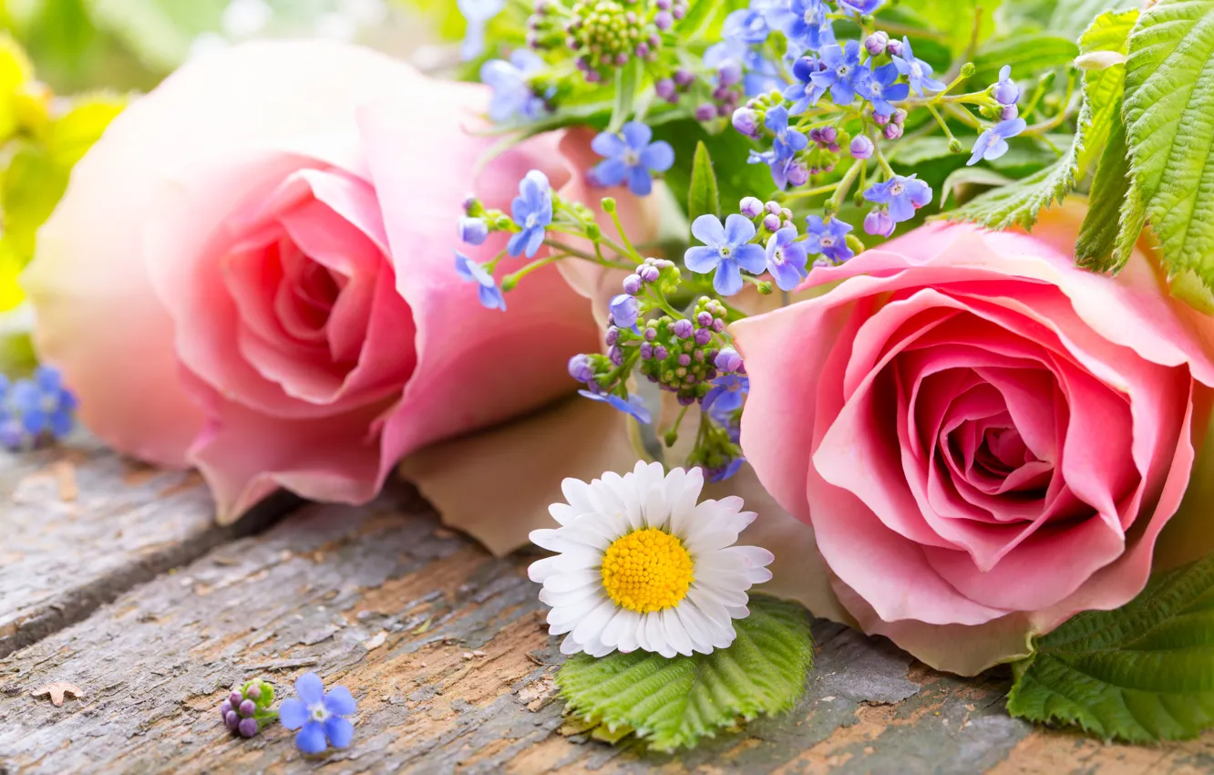 Photo wallpaper roses, petals, pink, flowers, romantic, roses