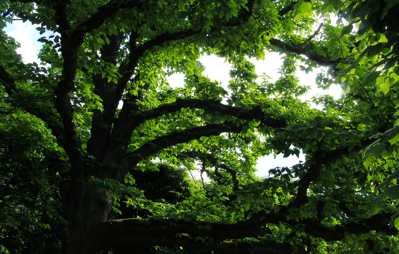 Photo wallpaper tree, leafs, twigs