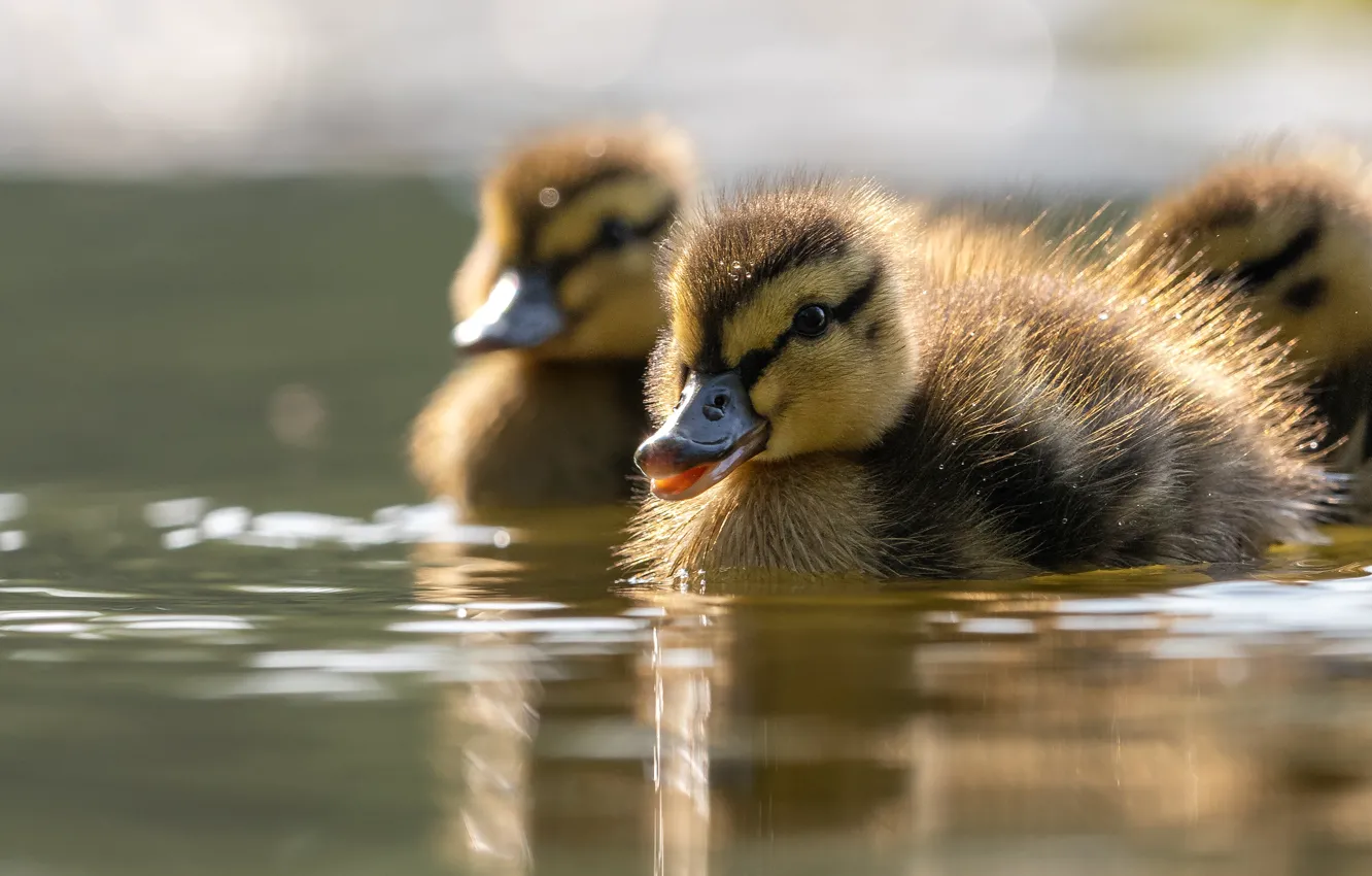 Photo wallpaper bird, duck, a couple, duck, Chicks, pond, two duckling