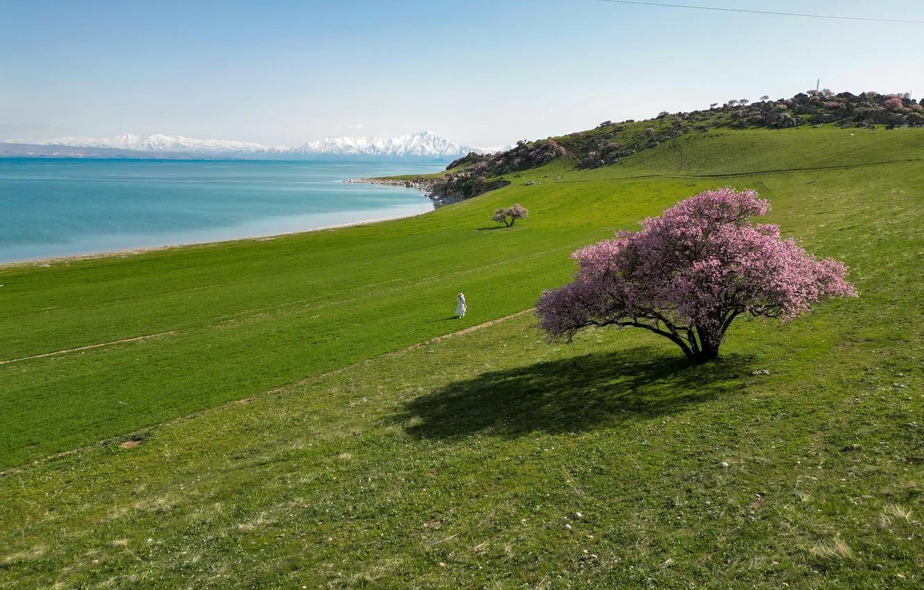 Photo wallpaper sky, tree, Trukey, Van Lake
