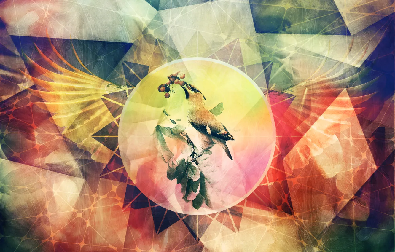 Photo wallpaper line, abstraction, bird, color, photoshop, wings, grunge, the author's work