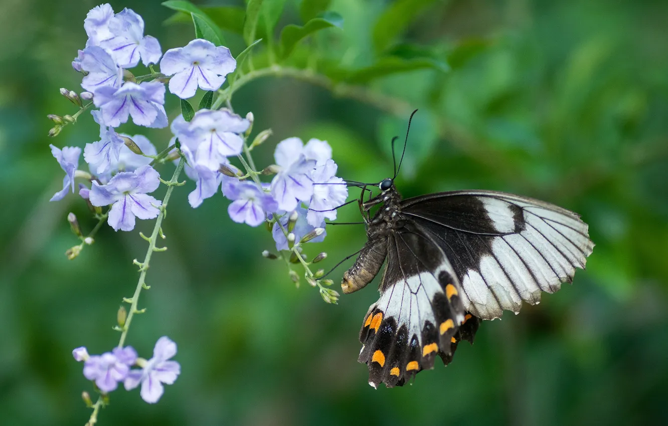 Photo wallpaper flowers, butterfly, wings