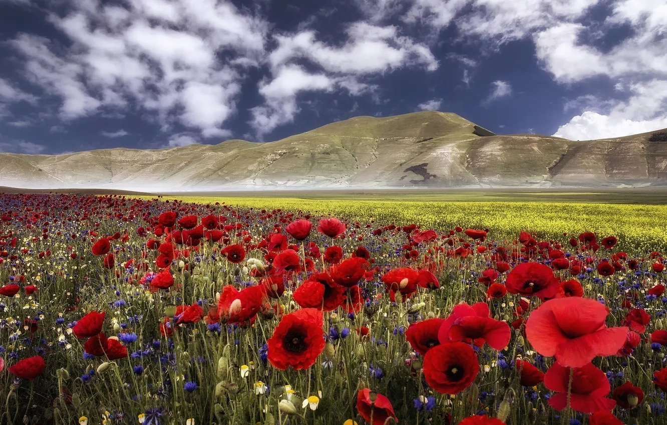 Photo wallpaper flowers, mountains, Maki, meadow, Italy, Italy, cornflowers, Umbria