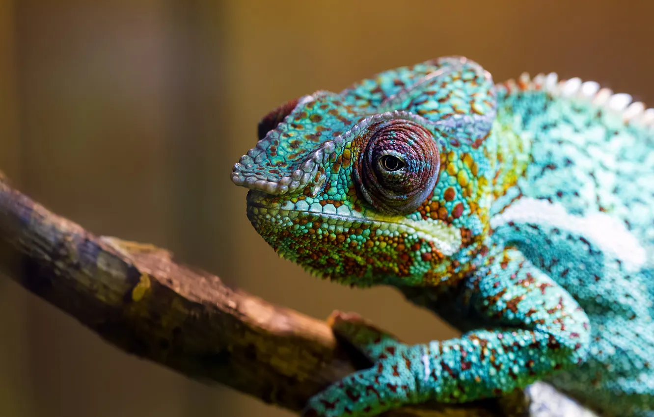 Photo wallpaper green, chameleon, branch, lizard, color, Chameleon
