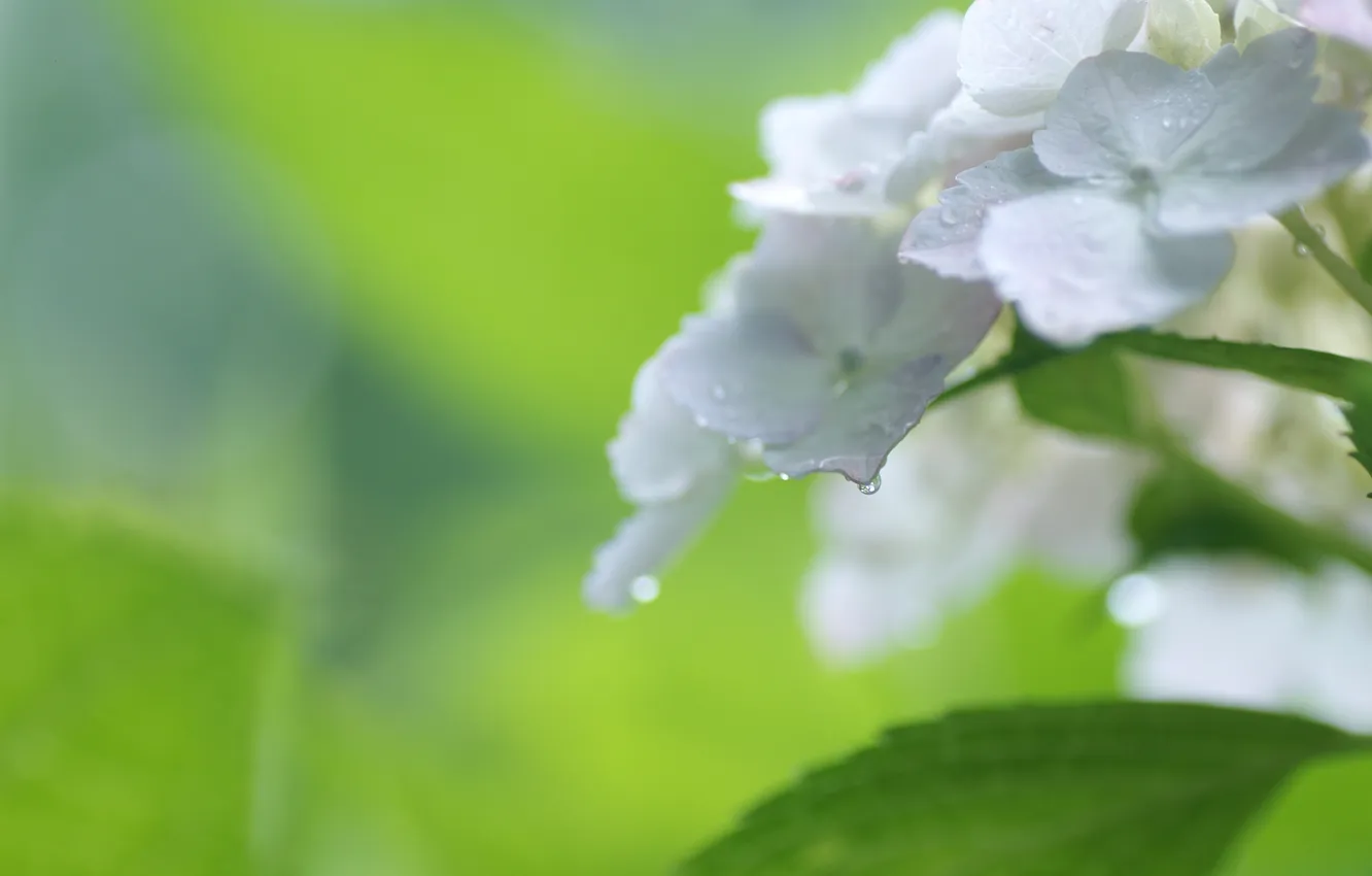 Photo wallpaper white, drops, flowers, the bushes, hydrangea, inflorescence