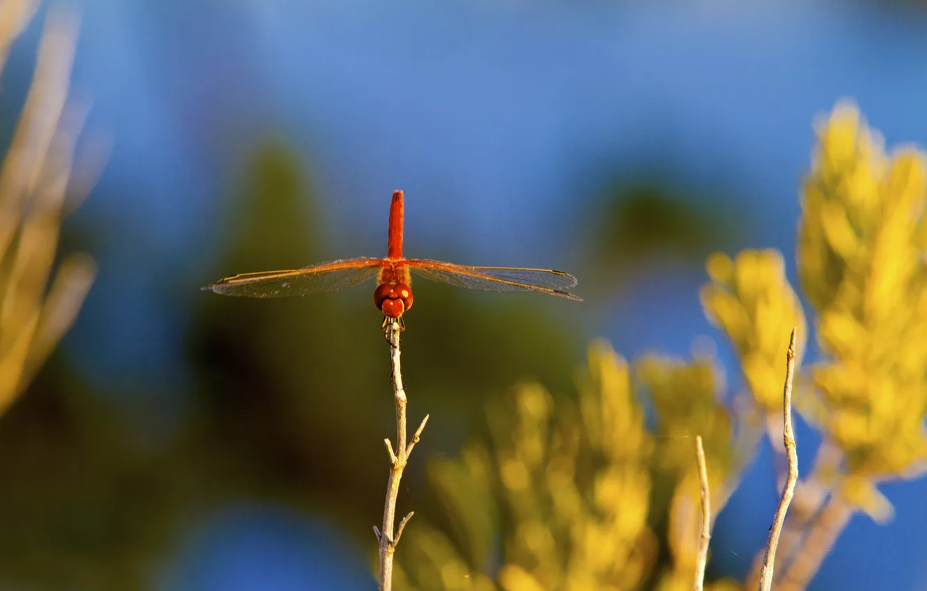Photo wallpaper the sky, plant, wings, dragonfly, insect