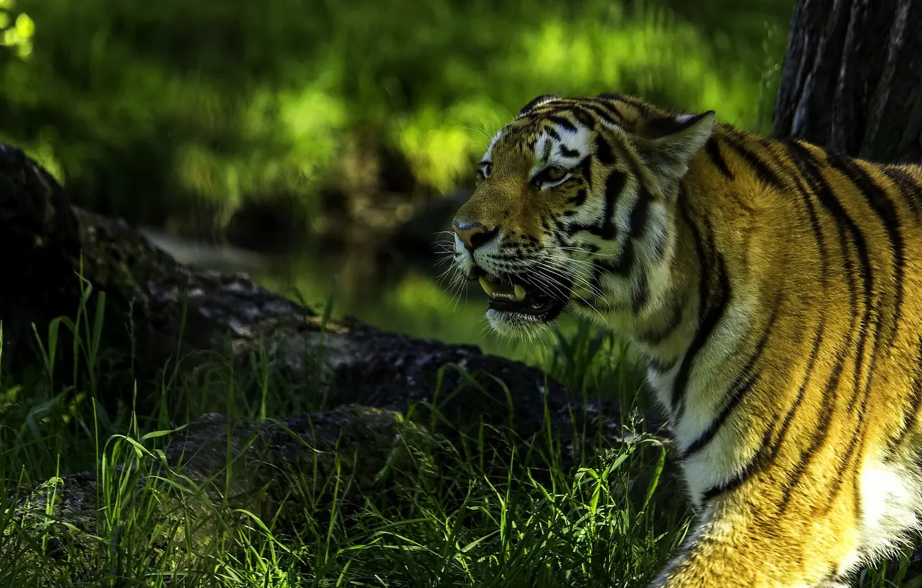 Photo wallpaper predator, profile, Siberian tiger