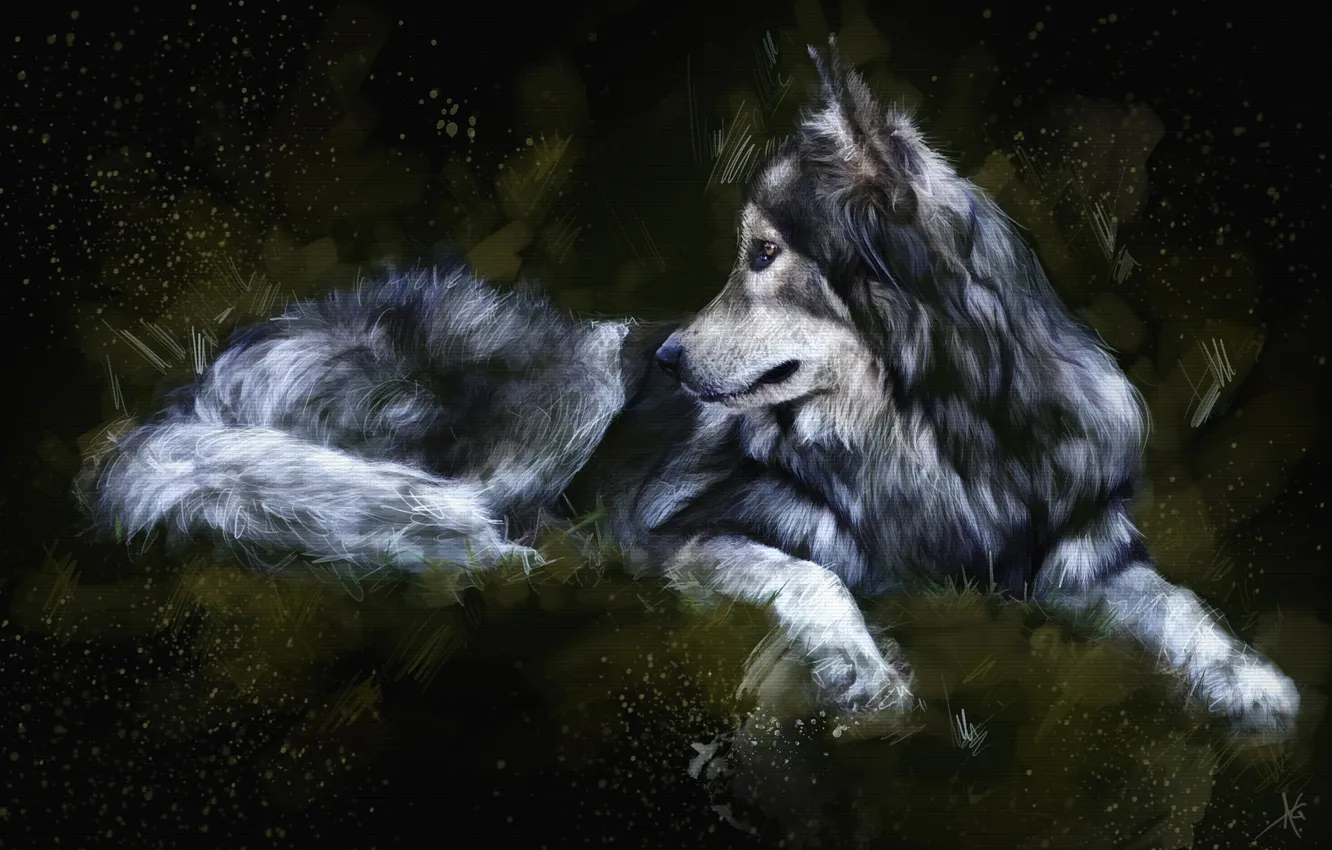 Photo wallpaper the dark background, wolf, painting