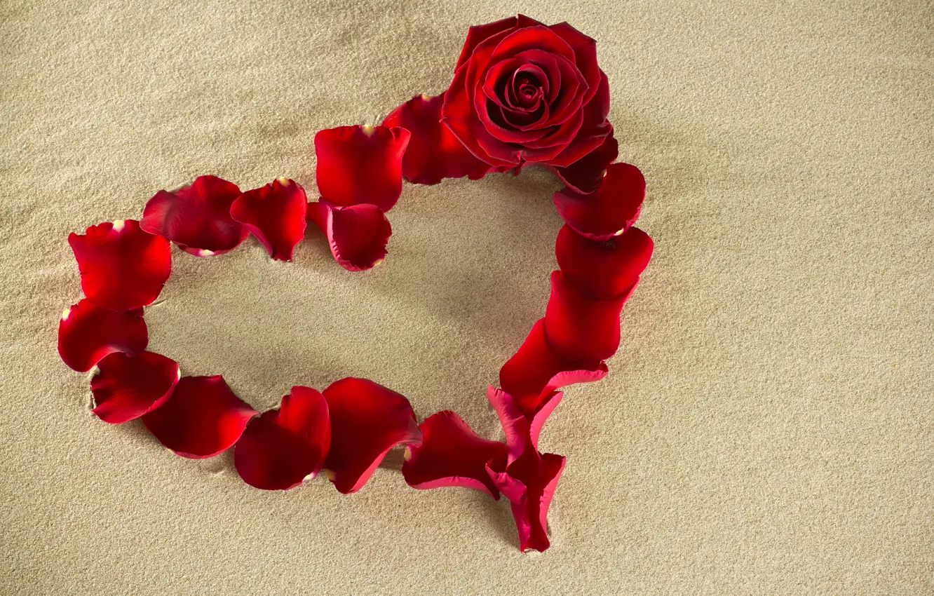 Photo wallpaper sand, flower, red, creative, background, mood, rose, petals
