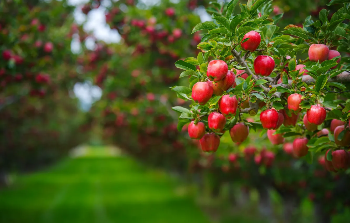 Photo wallpaper summer, leaves, branches, background, tree, lawn, apples, food