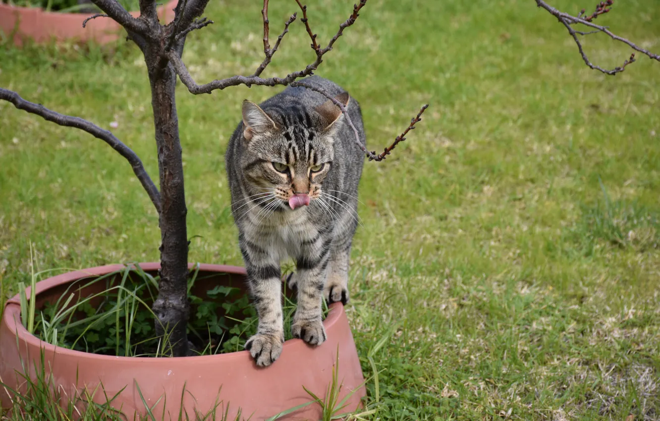 Photo wallpaper cat, meadow, pot