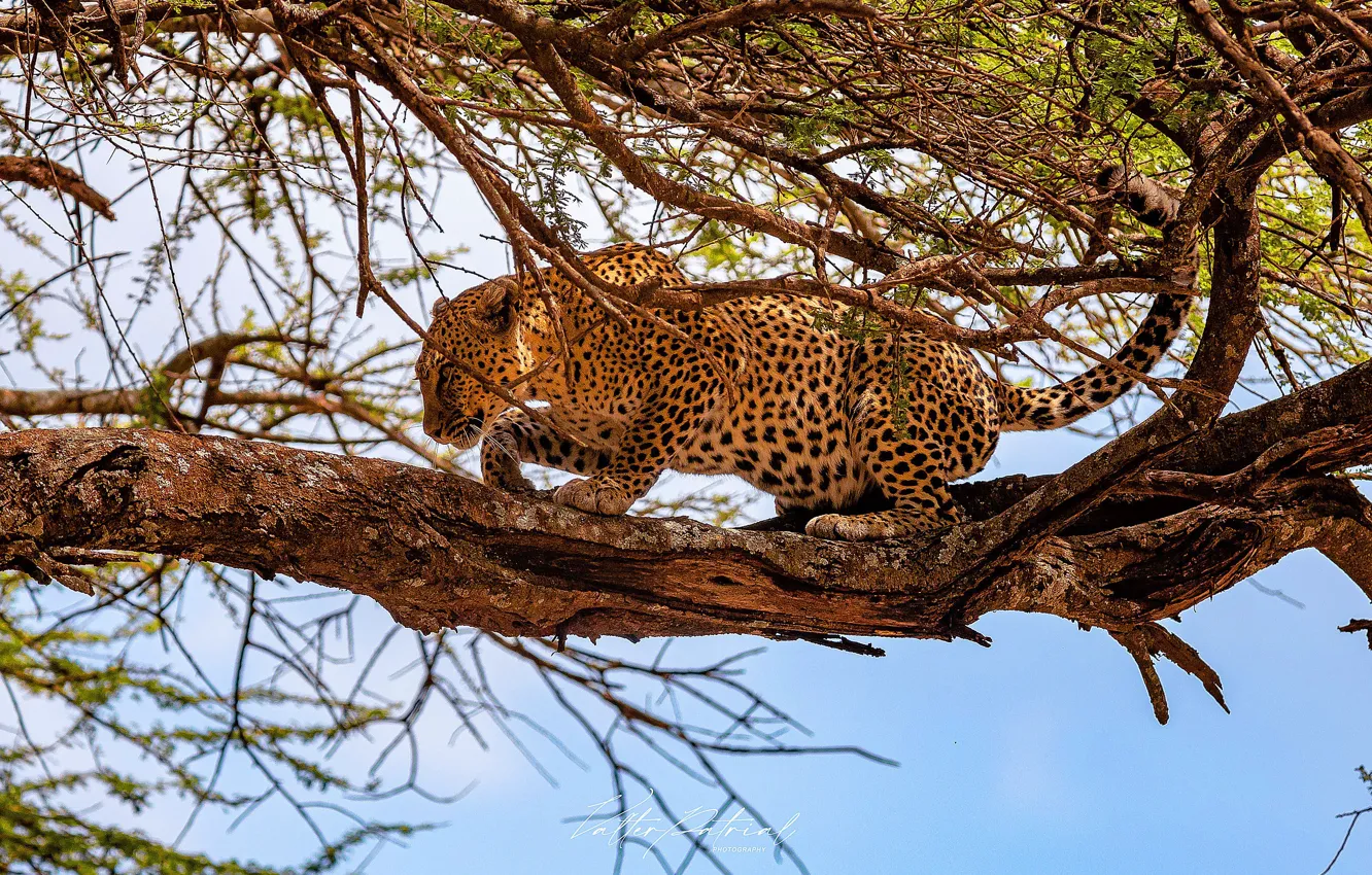 Photo wallpaper Leopard, Tree, Branch, Predator, Wild cat, Big cat