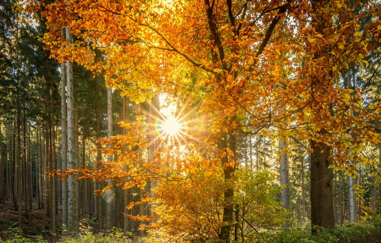 Photo wallpaper autumn, forest, leaves, the sun, rays, trees