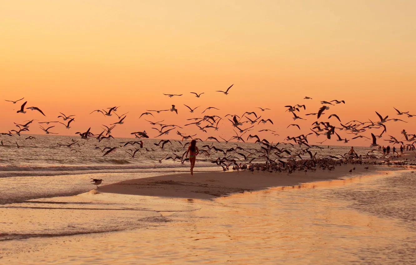 Photo wallpaper sea, beach, sunset, birds, seagulls, walk