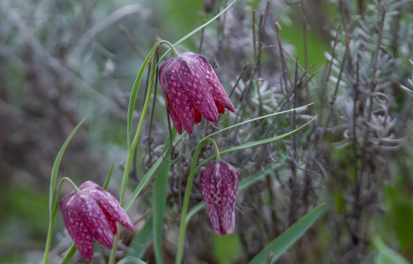 Photo wallpaper flowers, nature, spring, grouse