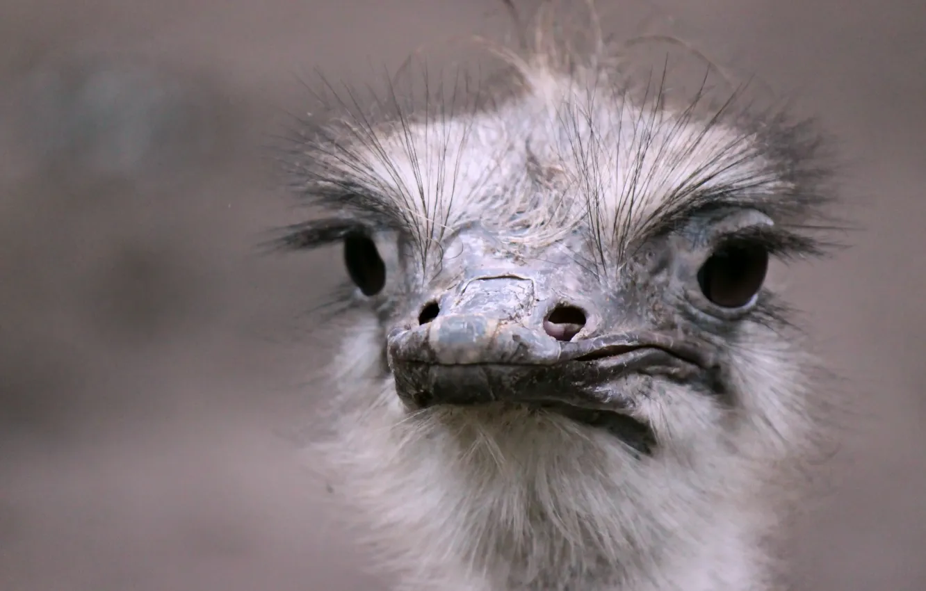 Photo wallpaper look, bird, ostrich