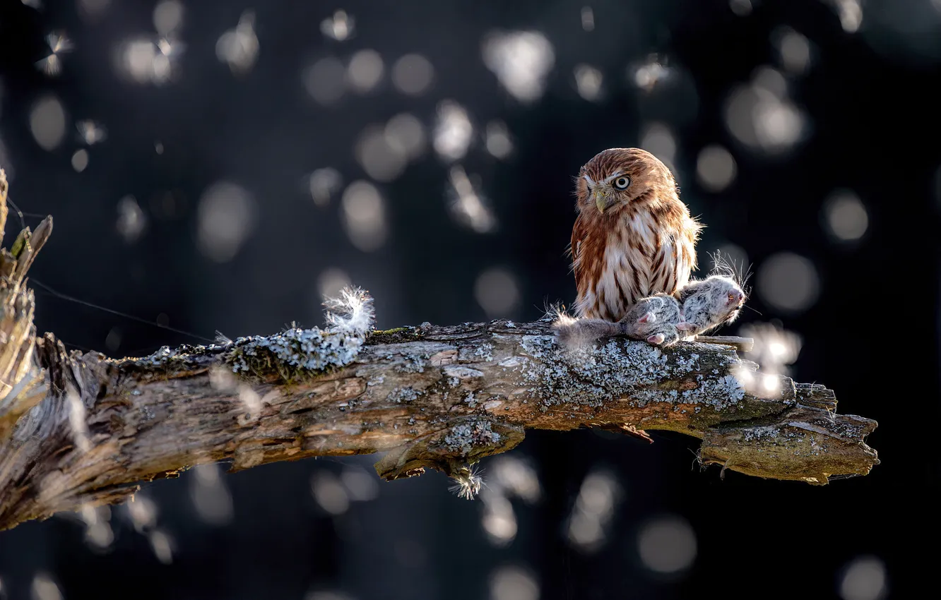 Photo wallpaper trees, the dark background, owl, bird, bitches, bokeh, owl