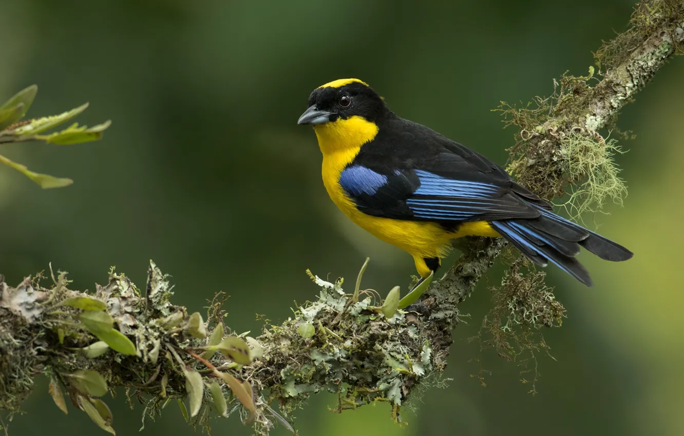 Photo wallpaper background, bird, branch, Blue-winged mountain tanager