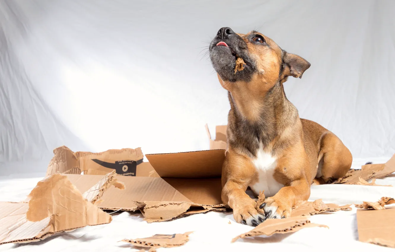 Photo wallpaper box, home, dog