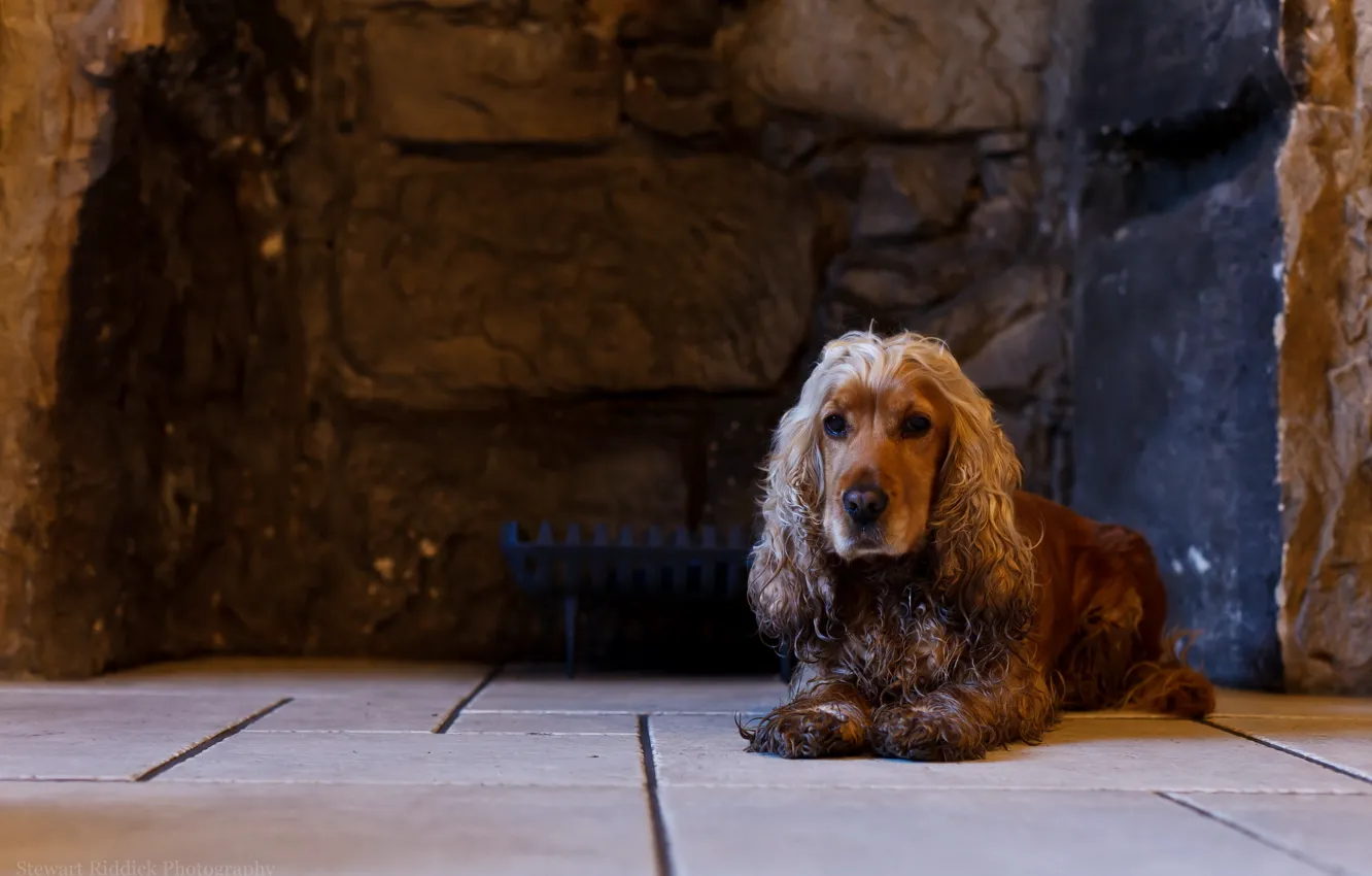 Photo wallpaper look, each, dog